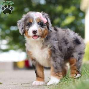 Mrs. O’Leary, Mini Bernedoodle Puppy